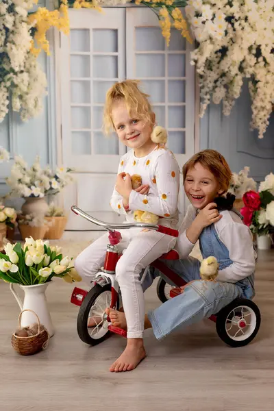 Sevimli küçük çocuklar, sarışın oğlan ve kız, evde küçük piliçlerle oynuyorlar, bebek piliçler ve çocuk