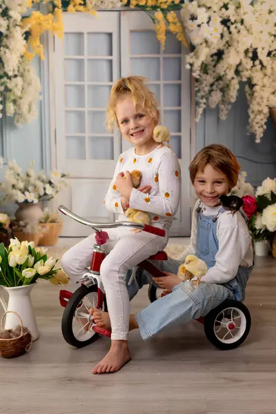 Sevimli küçük çocuklar, sarışın oğlan ve kız, evde küçük piliçlerle oynuyorlar, bebek piliçler ve çocuk