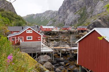 Yağmurlu bir yaz gününde, Lofoten Nusfjord köyündeki tipik Rourbuer balıkçı kulübeleri. Geleneksel Norveç kırmızı ahşap evi
