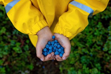 Çamurlu elleri ve yağmurluğu olan tatlı çocuk, ormanda yabanmersini tutuyor, yağmurlu bir günde, böğürtlen topluyor, doğadan sağlıklı biyolojik yiyecekler topluyor.