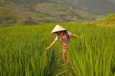 Çocuklu aile, tatlı sarışın çocuk, güneşli bir günde Sapa pirinç tarlalarını ziyaret eden.