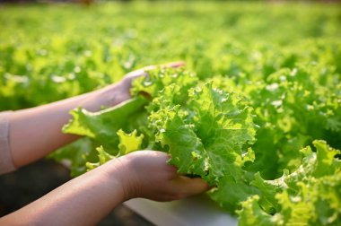 Close-up image of a woman's hands picking or harvesting fresh green lettuce in the greenhouse. Hydroponic or Aquaponic organic salad farm concept