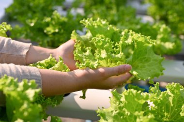 Close-up hands image, A female farmer's hands are picking or harvesting fresh organic salad vegetables in the greenhouse. Hydroponic farm concept