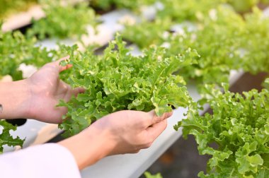 Close-up image of a male farm scientist's hands picking up a hydroponic salad vegetable. Hydroponic or Aquaponic greenhouse