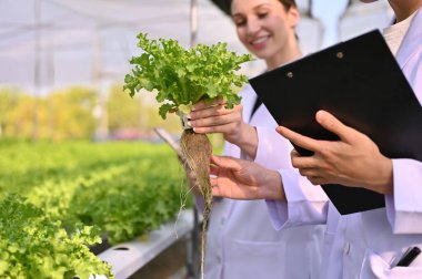 Cropped image of two professional caucasian scientists or researchers are working in the greenhouse together, checking their seedlings. Modern Hydroponic farming concept