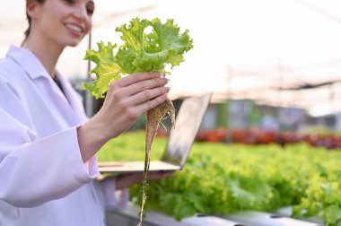 Smart and professional Caucasian female agricultural scientist or biologist checking the contamination and quality of hydroponic salad vegetables, holding a green lettuce, working in the green house.