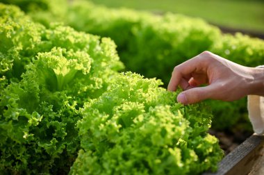 Close-up image of male farmer picking up green salad vegetables in the Hydroponic greenhouse. farming business concept