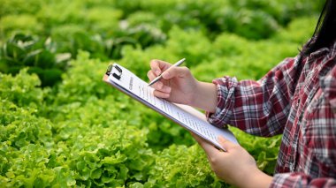 Cropped image of a female farmer or gardener recording the quality of hydroponic salad vegetables on the clipboard, working in the greenhouse.