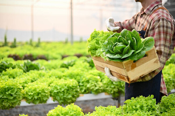 Мужчина фермер или владелец фермы с деревянной коробкой, содержащей разнообразные свежие овощи салата в теплице. обрезанное изображение бокового вида
