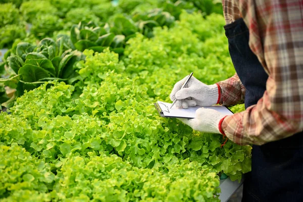 A male farmer or farm owner with clipboard paper working in the greenhouse, checking and recording the quality of his hydroponic vegetables. cropped image