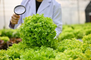 Cropped image of a agricultural scientist or biologist in white gown using a magnifying glass to examine the quality of organic green lettuce in the greenhouse.