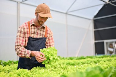 A determined Caucasian male farmer or gardener working in the greenhouse, harvesting salad vegetables.