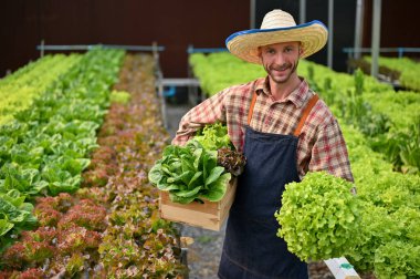 Smiling Caucasian male farmer or gardener with a straw hat holding a wooden box with full of fresh organic salad vegetables in the greenhouse.