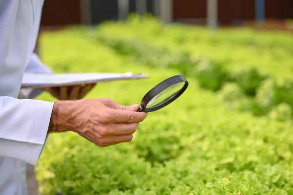Agricultural scientist using a magnifying glass to examine the quality of organic green lettuce and record the results on clipboard paper in the greenhouse. cropped image