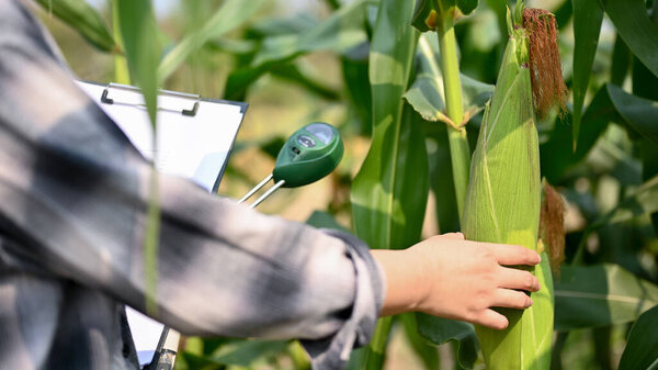 Cropped image of an Asian female farmer working in the corn field, using a soil meter to measure soil PH and moisture.