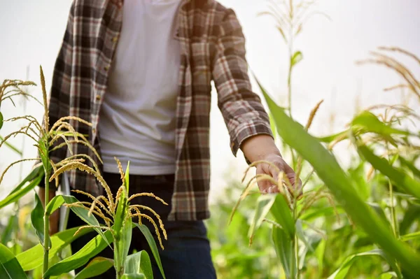 Közelről Láthatjuk Ahogy Fiatal Férfi Farmer Reggel Kukoricát Ellenőriz Kukoricaföldön — Stock Fotó