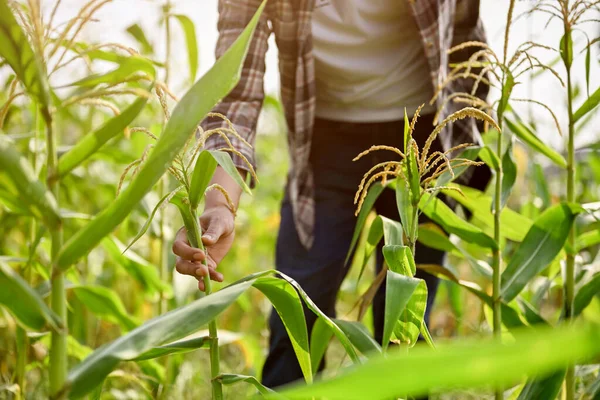 Detailní Pohled Mladého Farmáře Jak Ráno Kontroluje Kukuřici Kukuřičném Poli — Stock fotografie