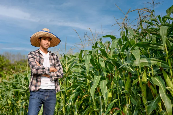 Ázsiai Férfi Farmer Aki Kukoricaföldjén Dolgozik Ellenőrzi Kukoricát Betakarítási Folyamathoz — Stock Fotó