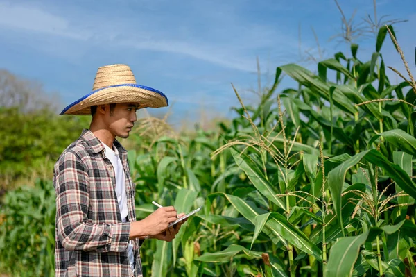 Fiatal Mezőgazdasági Termelő Digitális Táblát Használ Kukoricaültetési Folyamat Fenntartására Intelligens — Stock Fotó