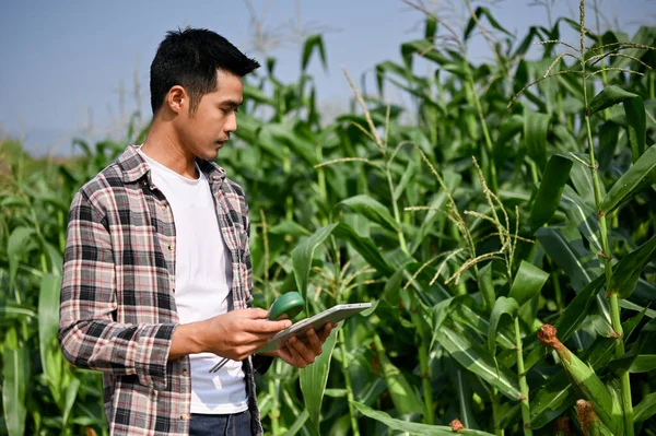 Розумний Працівник Ферми Використовує Цифровий Планшет Підтримки Процесу Посадки Кукурудзи — стокове фото