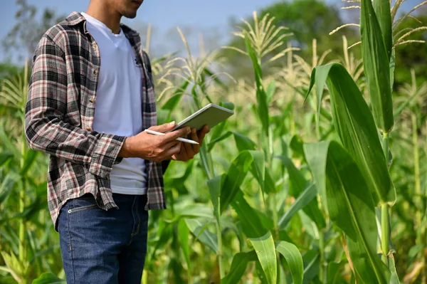 Kevés Gazda Aki Táblát Használ Kukoricaföldön Kukoricaültetést Ellenőriz Modern Mezőgazdasági — Stock Fotó