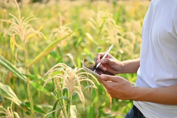 Przycięty Obraz Azjatyckiego Rolnika Lub Właściciela Gospodarstwa Rolnego Używającego Tabletu — Zdjęcie stockowe