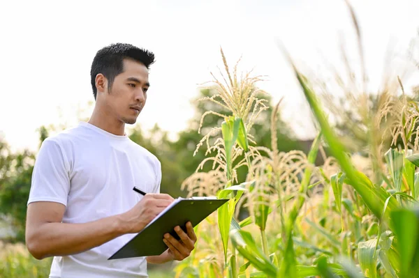 Hezký Tisíciletý Asijský Farmář Nebo Majitel Farmy Kontrolující Kvalitu Kukuřice — Stock fotografie