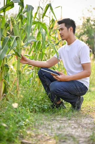 Portrait Professional Millennial Asian Male Farmer Farm Owner Inspecting Quality — Stock Photo, Image