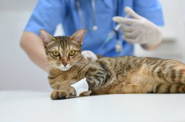 Yaralı bir kedi veteriner kliniğindeki muayene odasında profesyonel bir veteriner tarafından kontrol ediliyor..