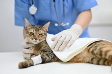 Profesyonel bir veteriner tarafından muayene odasında yaralı bir kedi kontrol ediliyor..