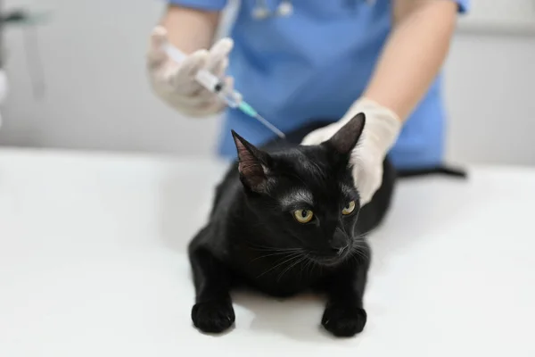 A professional female veterinarian vaccinating a cute black cat in the examination room at a vet clinic. Animals and health care concept