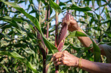 Kıdemli, deneyimli bir Asyalı çiftçinin mısır tarlasında çalışıp hasat etmeden önce bir birliğin kalitesini ölçerken yakın plan görüntüsü. Tarım kavramı