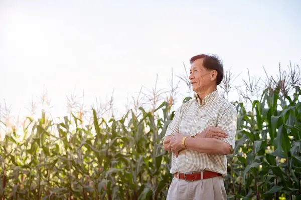 A successful senior Asian farmer stands proudly with his arms crossed in his corn field. Agricultural concept