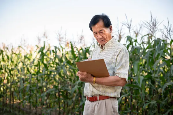 A senior Asian farmer or corn farm owner working in a corn field, inspecting the quality of corn corps. Agricultural concept