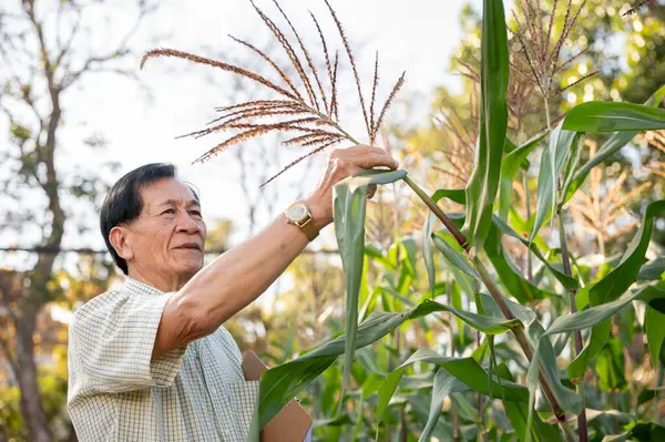 Senior Asian farmer or corn farm owner inspecting the corn crops in his corn field, working at his farm on a sunny day.