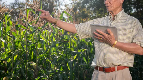 Senior Asian farmer or corn farm owner with a digital tablet, inspecting the corn crops in his corn field, working at his farm on a sunny day. smart farmer, modern technology and agricultural concepts