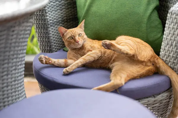 An adorable orange cat laying on a lounge chair outdoor on a patio. animal concept