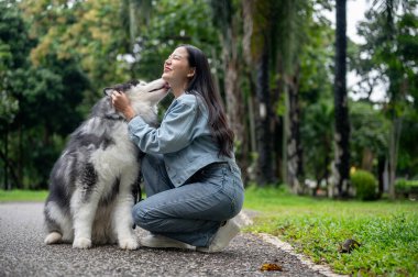 Kot pantolon giymiş neşeli bir Asyalı kadın yeşil bir parkta Sibirya kurdu ile oturuyor ve oynuyor. Köpek sevgiyle yüzünü yalıyor, sevgisini gösteriyor..