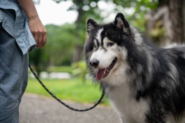 Yeşil bir parkta tasmalı güzel bir Sibirya köpeğinin yakın çekimi. Sahibi ile açık hava koşusunun keyfini çıkarıyor. Köpek, hayvan, hayvan