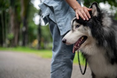 Yeşil bir parkta tasmalı güzel bir Sibirya köpeğinin yakın çekimi. Sahibi ile açık hava koşusunun keyfini çıkarıyor. Köpek, hayvan, hayvan