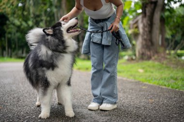 Güzel bir Sibirya köpeği tasmalı ve sahibi yeşil bir parkta birlikte yürüyor. Dişi bir köpek sahibi köpeğini dışarı çıkarırken eğitiyor..