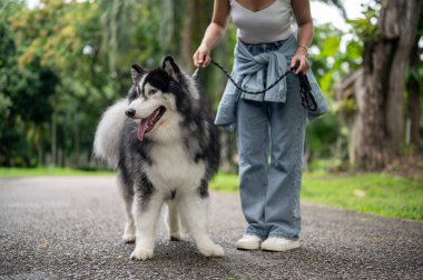 Güzel bir Sibirya köpeği tasmalı ve sahibi yeşil bir parkta birlikte yürüyor. Dişi bir köpek sahibi köpeğini dışarı çıkarırken eğitiyor..