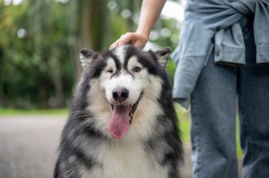 Güzel bir Sibirya köpeği, sahibiyle parkta vakit geçirirken kameraya gülümser ve ona itaat etmeyi öğretir. Sevimli köpek, hayvan, hayvan, en iyi arkadaş