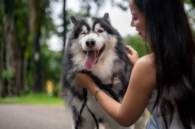 Güzel bir Sibirya köpeği parkta sahibiyle oynuyor, dışarıda birlikte vakit geçiriyor. Dişi bir köpek sahibi onu parkta yürüyüşe çıkarırken konuşuyor ve köpeğine bakıyor..