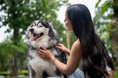 Mutlu bir Asyalı kadın yeşil bir parkta konuşuyor, okşuyor ve köpeğiyle oynuyor, eğlenceli ve neşeli bir anın tadını çıkarıyor. Sibirya köpeği, evcil hayvan, hayvan