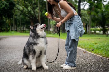 Dişi bir köpek sahibi Sibirya köpeğini topla eğitiyor. Ona oturmayı, beklemeyi ve itaat etmeyi öğretiyor. Parkta birlikte top yakalamaktan zevk alıyor..