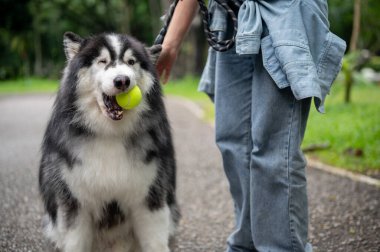 Güzel ve oyuncu bir Sibirya köpeği ağzında bir tenis topu taşıyor, yeşil bir parkta sahibiyle yakalamaca oynuyor, dışarıda eğleniyor..