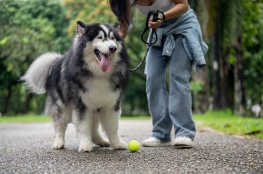 Güzel ve oyuncu bir Sibirya köpeği yeşil bir parkta sahibiyle yakalamaca oynuyor, dışarıda eğleniyor. köpek ve sahip kavramı