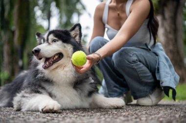 Güzel, oyuncu bir Sibirya köpeği sokakta uzanıyor ve sahibiyle tenis oynuyor, birlikte dışarıda vakit geçiriyorlar. evcil hayvan ve sahip kavramı