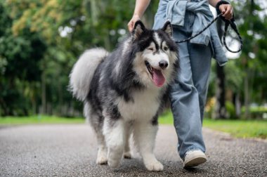 Bir kadın yeşil bir parkta köpeğini tasmayla gezdirirken onu eğitiyor. Bir köpek gezdiricisi Sibiryalı bir Husky 'yi parkta yürüyüşe çıkarıyor. kırpılmış bir resim